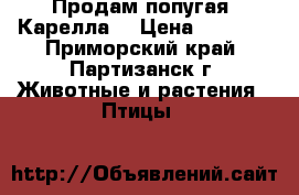 Продам попугая “Карелла“ › Цена ­ 4 500 - Приморский край, Партизанск г. Животные и растения » Птицы   